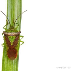 MYN Shieldbug 1 